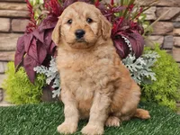Wilson, a male Goldendoodle for sale in Boyden, IA – 3 of 10