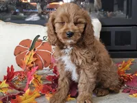 Ricky, a male Cavapoo for sale in Boyden, IA – 5 of 10