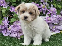 Cruz, a male Havapoo for sale in Boyden, IA – 6 of 10