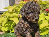 Pebbles, a male Poodle - Miniature  for sale in Boyden, IA – 10 of 10