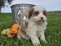Omira, a female Cavapoo for sale in Boyden, IA – 1 of 10