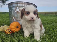Omira, a female Cavapoo for sale in Boyden, IA – 4 of 10