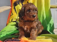 Stitch, a male Miniature Bernedoodle for sale in Boyden, IA – 4 of 10