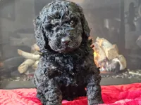 processed/b2c8a5ab-a85d-4975-92e4-a70215ce169d/listing/a66b2ab8-1bdb-4dbe-8ac9-b1693a254fd7/184da132-42c5-4ab5-904f-3627f72d6353