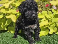 Pixie, a female Poodle - Miniature  for sale in Boyden, IA – 6 of 9
