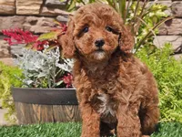 Desmond, a male Poodle - Miniature  for sale in Boyden, IA – 4 of 10