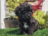 Grady, a male Cavapoo for sale in Boyden, IA – 10 of 10
