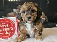 Chacha, a female Havapoo for sale in Boyden, IA – Photo 7 of 10