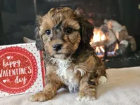 Chacha, a female Havapoo for sale in Boyden, IA – Photo 6 of 10