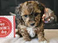 Chacha, a female Havapoo for sale in Boyden, IA – Photo 8 of 10