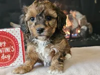 Chacha, a female Havapoo for sale in Boyden, IA – Photo 4 of 10