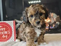 Chacha, a female Havapoo for sale in Boyden, IA – Photo 2 of 10