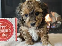 Chacha, a female Havapoo for sale in Boyden, IA – Photo 5 of 10