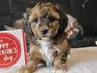 Chacha, a female Havapoo for sale in Boyden, IA – Photo 3 of 10