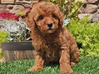 Dascha, a female Poodle - Miniature  for sale in Boyden, IA – 3 of 10