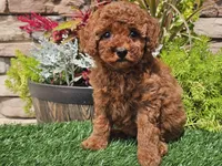 Destiny, a female Poodle - Miniature  for sale in Boyden, IA – 7 of 10