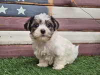 Kassia, a female Morkie for sale in Boyden, IA – 2 of 10