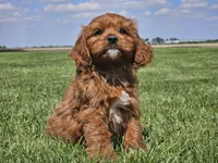 Monty, a male Cavapoo for sale in Boyden, IA – 10 of 10