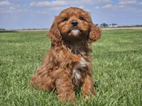 Monty, a male Cavapoo for sale in Boyden, IA – 7 of 10
