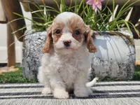 Taz, a male Cavapoo for sale in Boyden, IA – 5 of 10