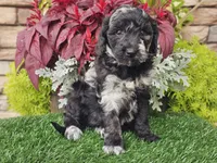 Whitley, a female Goldendoodle for sale in Boyden, IA – 7 of 10