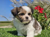 Emily, a female Shorkie for sale in Boyden, IA – 6 of 10