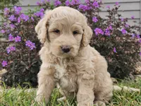 Maui, a female Goldendoodle for sale in Boyden, IA – 2 of 10