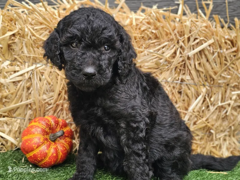 Sage – Goldendoodle puppy for sale in Boyden, IA