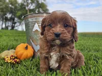Oliver, a male Cavapoo for sale in Boyden, IA – 3 of 10