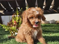 Gage, a male Cavapoo for sale in Boyden, IA – 5 of 10