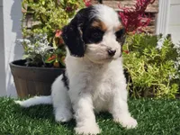 Gemma, a female Cavapoo for sale in Boyden, IA – 7 of 10