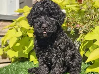 Panda, a male Poodle - Miniature  for sale in Boyden, IA – 9 of 10