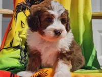 Slade, a male Miniature Bernedoodle for sale in Boyden, IA – 7 of 10