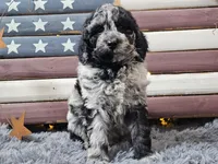 Chevy, a male Goldendoodle for sale in Boyden, IA – Photo 2 of 10