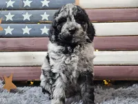 Chevy, a male Goldendoodle for sale in Boyden, IA – Photo 3 of 10