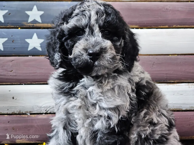Chevy – Goldendoodle puppy for sale in Boyden, IA