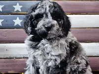 Chevy, a male Goldendoodle for sale in Boyden, IA – Photo 1 of 10