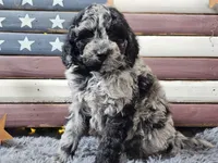 Chevy, a male Goldendoodle for sale in Boyden, IA – Photo 9 of 10