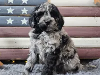 Chevy, a male Goldendoodle for sale in Boyden, IA – Photo 6 of 10