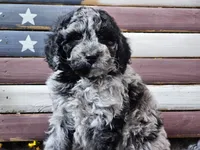 Chevy, a male Goldendoodle for sale in Boyden, IA – Photo 10 of 10