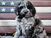 Chevy, a male Goldendoodle for sale in Boyden, IA – Photo 8 of 10