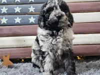 Chevy, a male Goldendoodle for sale in Boyden, IA – Photo 4 of 10