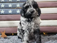 Chevy, a male Goldendoodle for sale in Boyden, IA – Photo 5 of 10