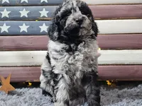 Chevy, a male Goldendoodle for sale in Boyden, IA – Photo 7 of 10