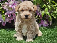 Sunny, a male Havapoo for sale in Boyden, IA – 3 of 10