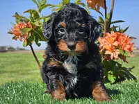 Jamy, a male Miniature Aussiedoodle for sale in Boyden, IA – 3 of 10