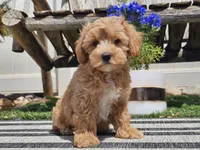 Piko, a male Maltipoo for sale in Boyden, IA – 5 of 10