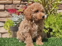 Daika, a female Poodle - Miniature  for sale in Boyden, IA – 10 of 10