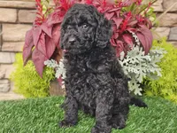 Willow, a female Goldendoodle for sale in Boyden, IA – 10 of 10