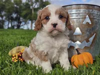 Odie, a male Cavapoo for sale in Boyden, IA – 5 of 10